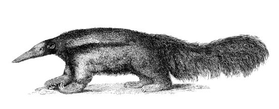 Anteaters Wanted