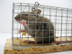 Philanthropy 1.0: Still Building Better Mousetraps