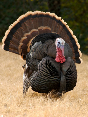Gobble, Gobble!