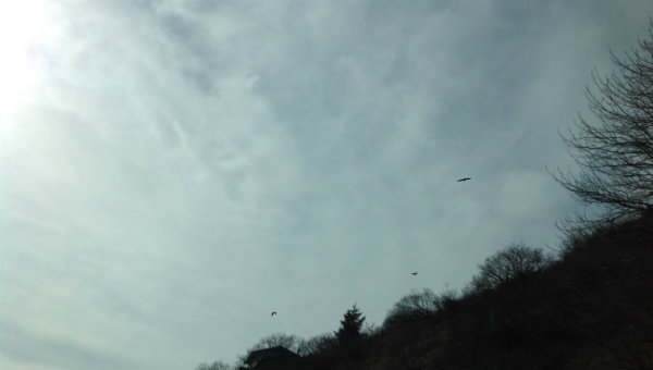 If you look closely, you can see eagles flying in Kodiak, Alaska.
